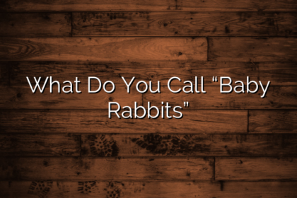 What Do You Call “Baby Rabbits”