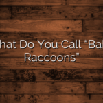 What Do You Call “Baby Raccoons”