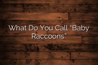 What Do You Call “Baby Raccoons”