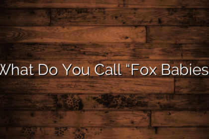 What Do You Call “Fox Babies”