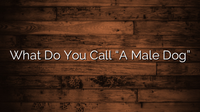 What Do You Call “A Male Dog”